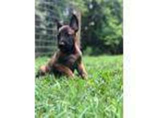 Belgian Malinois Puppy for sale in Asheboro, NC, USA