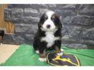 Bernese Mountain Dog Puppy for sale in Owen, WI, USA