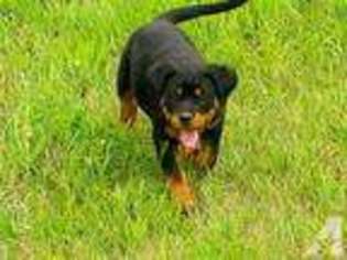 Rottweiler Puppy for sale in ELK RIDGE, UT, USA