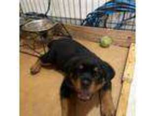 Rottweiler Puppy for sale in Homestead, FL, USA