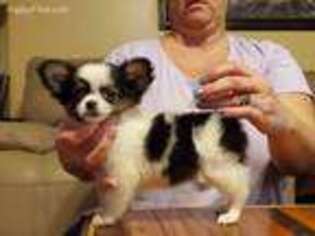 Chihuahua Puppy for sale in Hiram, GA, USA