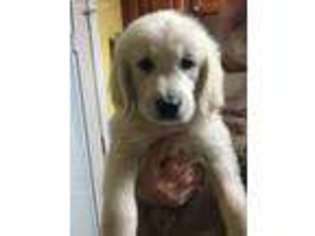 Golden Retriever Puppy for sale in Rocky Point, NC, USA