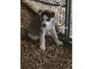 Siberian Husky Puppy for sale in Waco, TX, USA