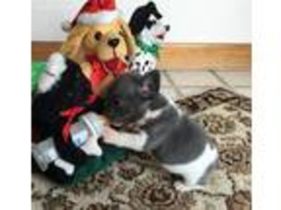 French Bulldog Puppy for sale in Elizabethtown, KY, USA