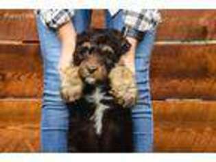 Mutt Puppy for sale in Sandy, UT, USA