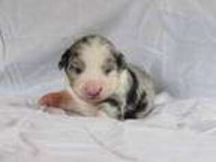 Miniature Australian Shepherd Puppy for sale in Sonoita, AZ, USA