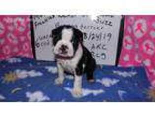 Boston Terrier Puppy for sale in Shepherdsville, KY, USA