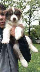 Siberian Husky Puppy for sale in Fort Washington, MD, USA