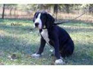 Great Dane Puppy for sale in Concord, GA, USA