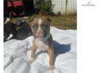 American Staffordshire Terrier Puppy for sale in Auburn, AL, USA