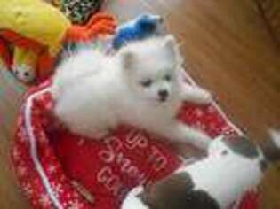 Pomeranian Puppy for sale in Clarence, NY, USA