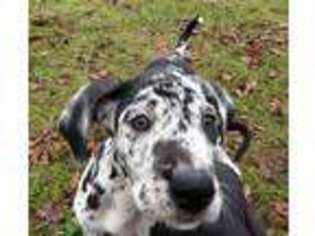Great Dane Puppy for sale in Jefferson, OR, USA