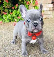 French Bulldog Puppy for sale in Dearborn Heights, MI, USA