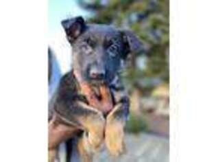 German Shepherd Dog Puppy for sale in Tacoma, WA, USA