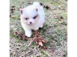 Pomeranian Puppy for sale in Midville, GA, USA