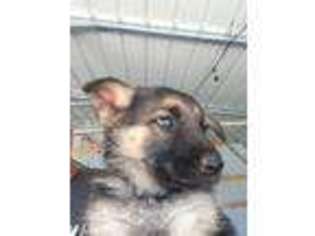 German Shepherd Dog Puppy for sale in Gladys, VA, USA