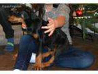 Rottweiler Puppy for sale in Compton, CA, USA