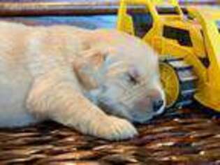 Golden Retriever Puppy for sale in Lake Charles, LA, USA
