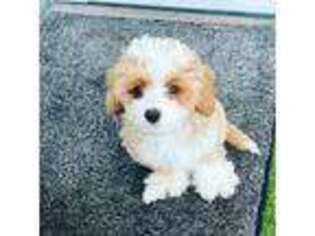 Cavapoo Puppy for sale in San Francisco, CA, USA