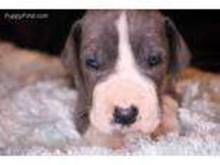 Great Dane Puppy for sale in Covington, GA, USA