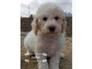 Labradoodle Puppy for sale in Posey, CA, USA