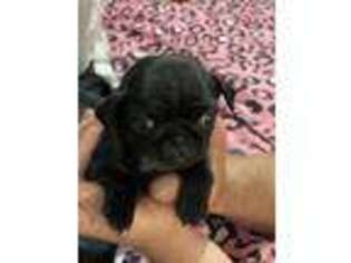 Pug Puppy for sale in Gerry, NY, USA