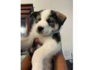 Siberian Husky Puppy for sale in Valrico, FL, USA