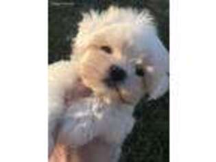 Maltese Puppy for sale in Walnut Ridge, AR, USA