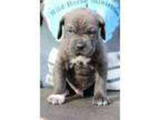Cane Corso Puppy for sale in Gloster, MS, USA