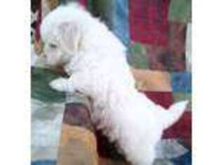 Maltese Puppy for sale in Mount Vernon, MO, USA