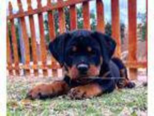 Rottweiler Puppy for sale in Perris, CA, USA