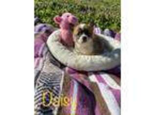 Pembroke Welsh Corgi Puppy for sale in Quitman, MS, USA