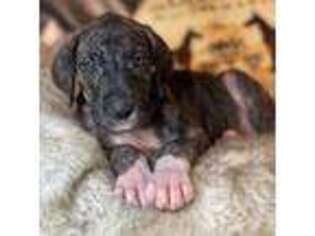 Great Dane Puppy for sale in Marble Falls, TX, USA