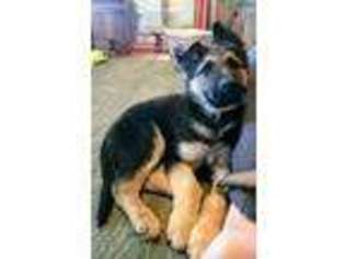 German Shepherd Dog Puppy for sale in Clearfield, IA, USA