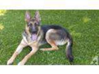 German Shepherd Dog Puppy for sale in DILLSBURG, PA, USA