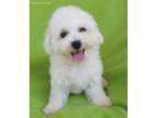 Maltese Puppy for sale in Ladson, SC, USA