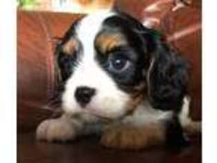 Cavalier King Charles Spaniel Puppy for sale in San Diego, CA, USA