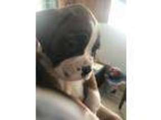 Boxer Puppy for sale in Marlette, MI, USA