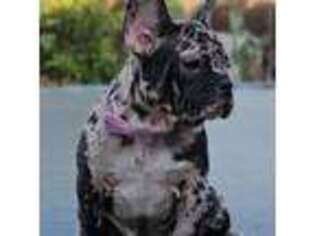 French Bulldog Puppy for sale in Buena Park, CA, USA