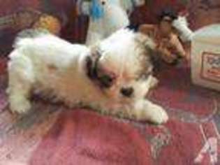 Mutt Puppy for sale in CONCORD, NH, USA