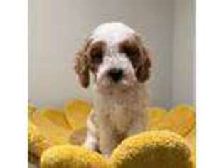 Cavapoo Puppy for sale in Arcadia, CA, USA