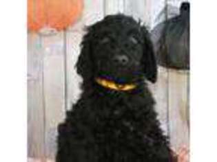 Labradoodle Puppy for sale in New Kent, VA, USA