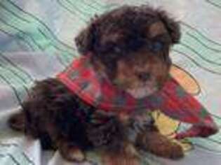 Mutt Puppy for sale in Stuart, NE, USA