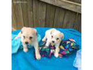 Cavapoo Puppy for sale in Fort Valley, GA, USA