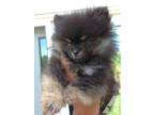 Pomeranian Puppy for sale in CONCORD, CA, USA