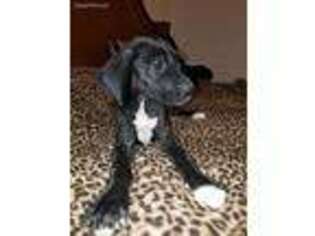 Great Dane Puppy for sale in Plummer, ID, USA