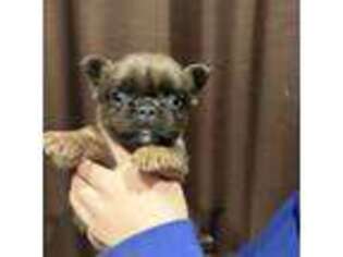 French Bulldog Puppy for sale in Colbert, WA, USA