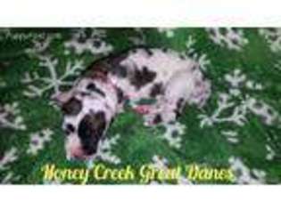 Great Dane Puppy for sale in Perrysville, OH, USA