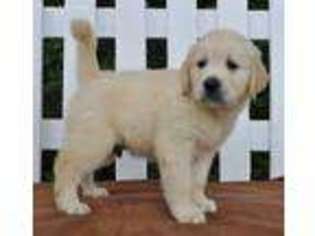 Golden Retriever Puppy for sale in Belleville, KS, USA