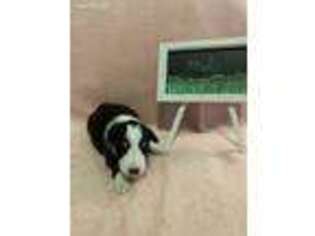 Shetland Sheepdog Puppy for sale in Center Cross, VA, USA